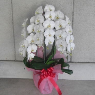 京都府城陽市の花屋 花也にフラワーギフトはお任せください 当店は 安心と信頼の花キューピット加盟店です 花キューピットタウン